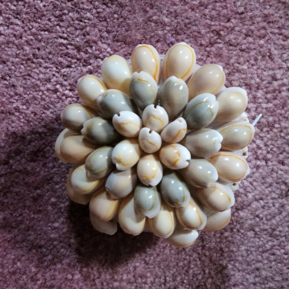 Cowrie Shell Coin Money Purse Mint